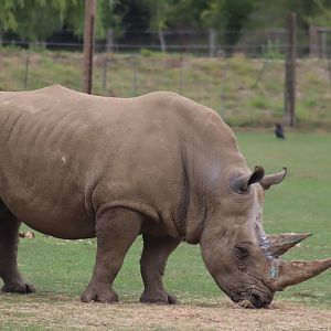 Southern White Rhinoceros