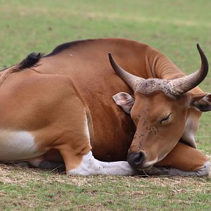 Javan Banteng