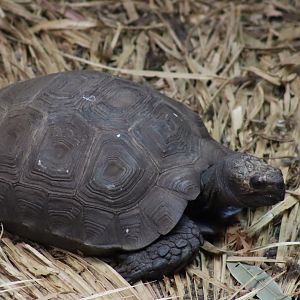 Northern Brown Tortoise