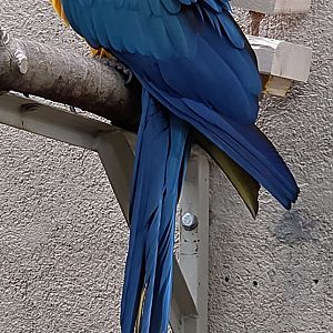 Blue And Yellow Macaw-Reptile Gardens