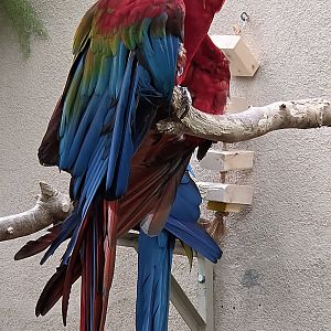 Green-Winged Macaw-Reptile Gardens