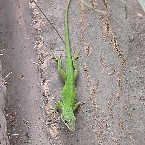 Green Anole - Reptile Gardens