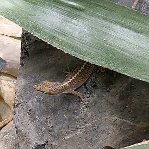 Brown Anole - Reptile Gardens