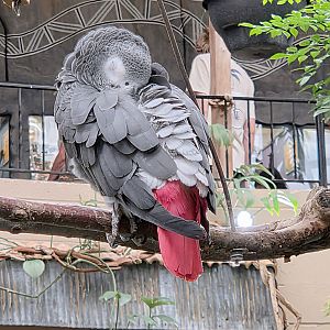African Grey Parrot - Reptile Gardens