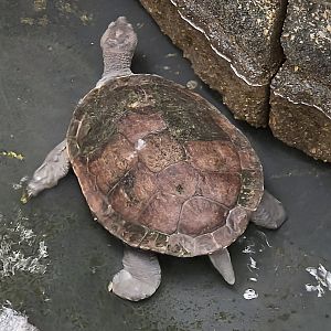 Murray River Turtle - Reptile Gardens