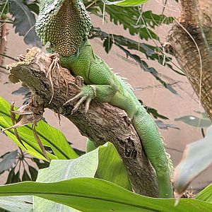 Chinese Water Dragon - Reptile Gardens