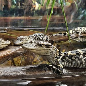 Juvenile American Alligators-Reptile Gardens