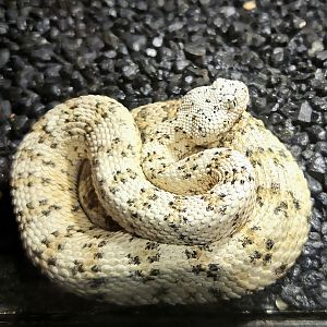 Spectacled Rattlesnake - Reptile Gardens