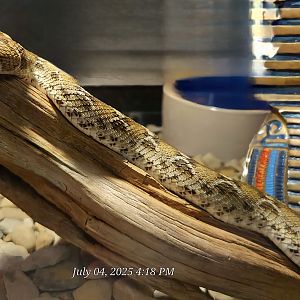 Egyptian Saw-Scaled Viper - July 2025