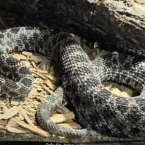 Dusky Pygmy Rattlesnake - Reptile Gardens