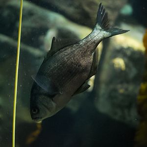 Perch ID? (Point Defiance Zoo & Aquarium)