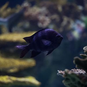 Damsel ID (Point Defiance Zoo & Aquarium)