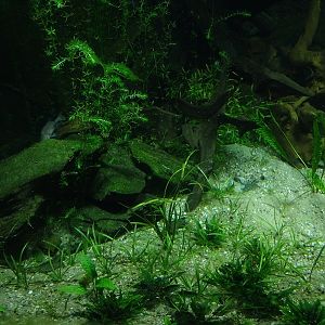 Gondwanaland: Tank for ornate bichir, reed fish and Manyara tilapia