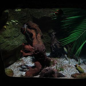 Gondwanaland: Otjikoto cichlid tank