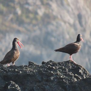 Black Oystercatcher (Haematopus bachmani)