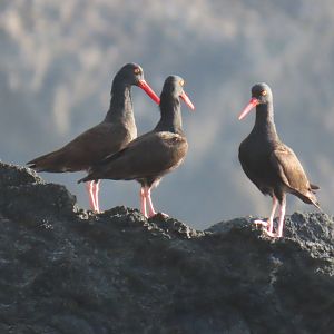 Black Oystercatcher (Haematopus bachmani)