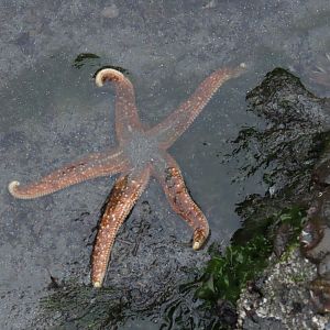 Mottled Star (Evasterias troschelii)