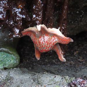 Leather Star (Dermasterias imbricata)