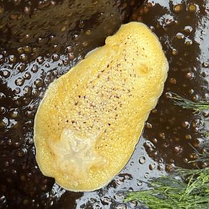 Noble Dorid (Peltodoris nobilis)