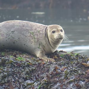 Pacific Harbor Seal (Phoca vitulina richardii)