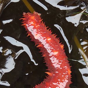 Giant California Sea Cucumber (Apostichopus californicus)