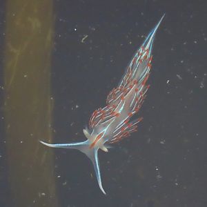 Horned Nudibranch (Hermissenda crassicornis)