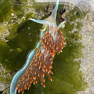 Opalescent Nudibranch (Hermissenda opalescens)