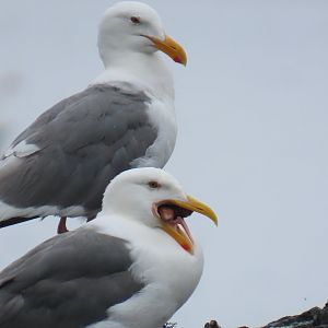 Western Gulls (Larus occidentalis)
