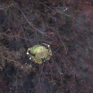 Pacific Hairy Hermit Crab (Pagurus hirsutiusculus)