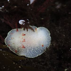 Nanaimo Dorid (Acanthodoris nanaimoensis)