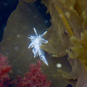 White-lined Dirona (Dirona albolineata)
