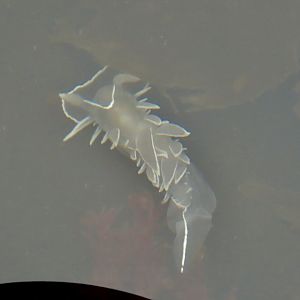 White-lined Dirona (Dirona albolineata)