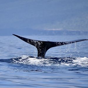 Sperm Whale (Physeter macrocephalus) fluke