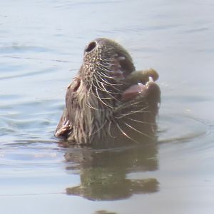 North American River Otter (Lontra canadensis)