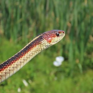 Coast Garter Snake (Thamnophis elegans terrestris)