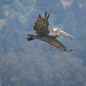 Brown Pelican (Pelecanus occidentalis)