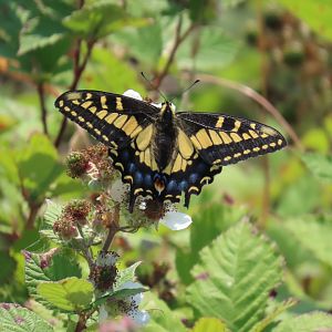 Anise Swallowtail (Papilio zelicaon)
