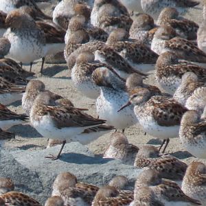 Western Sandpipers (Calidris mauri)