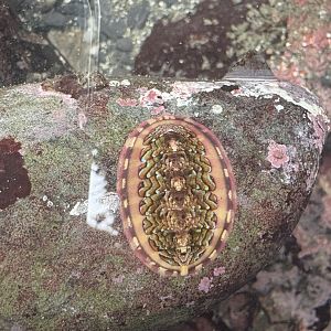 Flame Lined Chiton (Tonicella lokii)