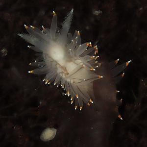 White-and-orange-tipped Nudibranch (Antiopella fusca)