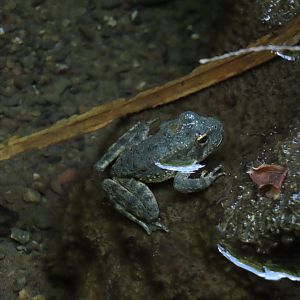 Foothill Yellow-legged Frog (Rana boylii)