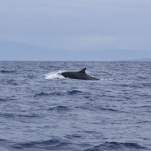 False Killer Whale (Pseudorca crassidens)