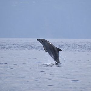 Bottlenose Dolphin (Tursiops truncatus truncatus) breaching