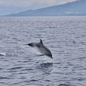 Atlantic Spotted Dolphin (Stenella frontalis) without spots, breaching