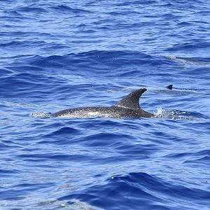 Atlantic Spotted Dolphin (Stenella frontalis) with spots