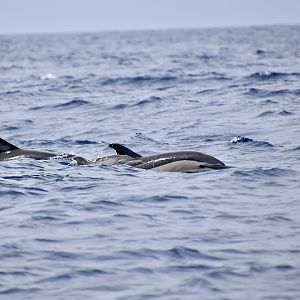 Short-Beaked Common Dolphin (Delphinus delphis) pod with young