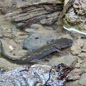 Coastal Giant Salamander (Dicamptodon tenebrosus)