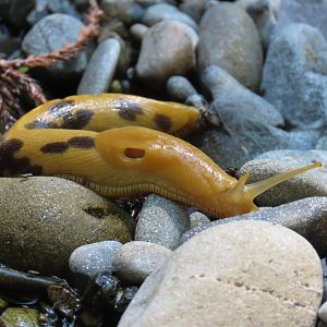 Pacific Banana Slug (Ariolimax columbianus)