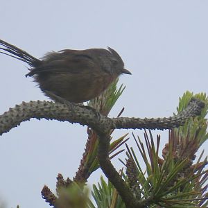 Wrentit (Chamaea fasciata)