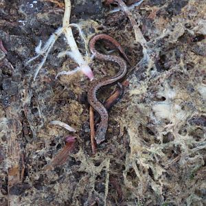 California Slender Salamander (Batrachoseps attenuatus)
